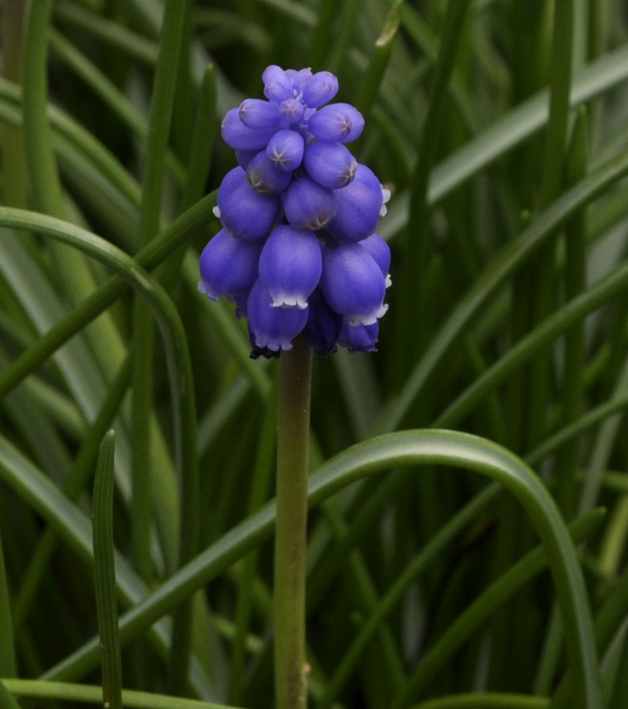 Изображение особи Muscari armeniacum.