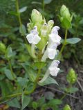 Scutellaria altaica