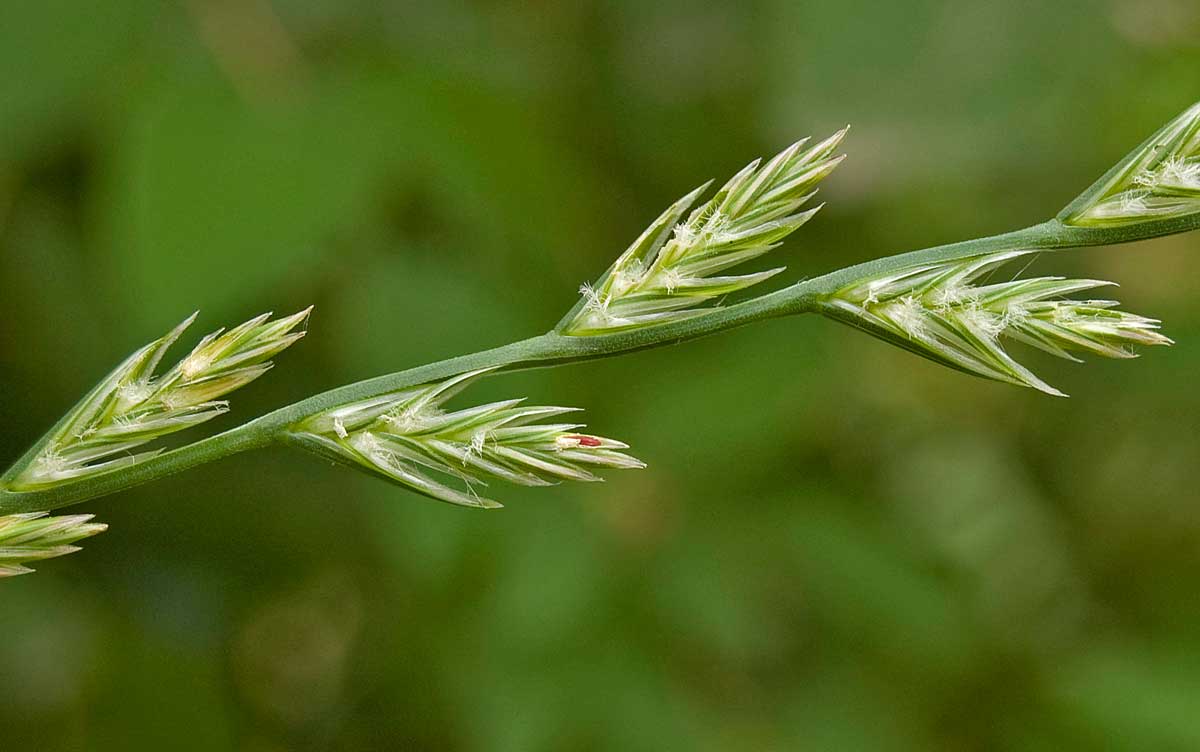 Изображение особи Lolium perenne.