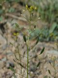 Draba nemorosa