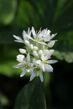 Allium ursinum