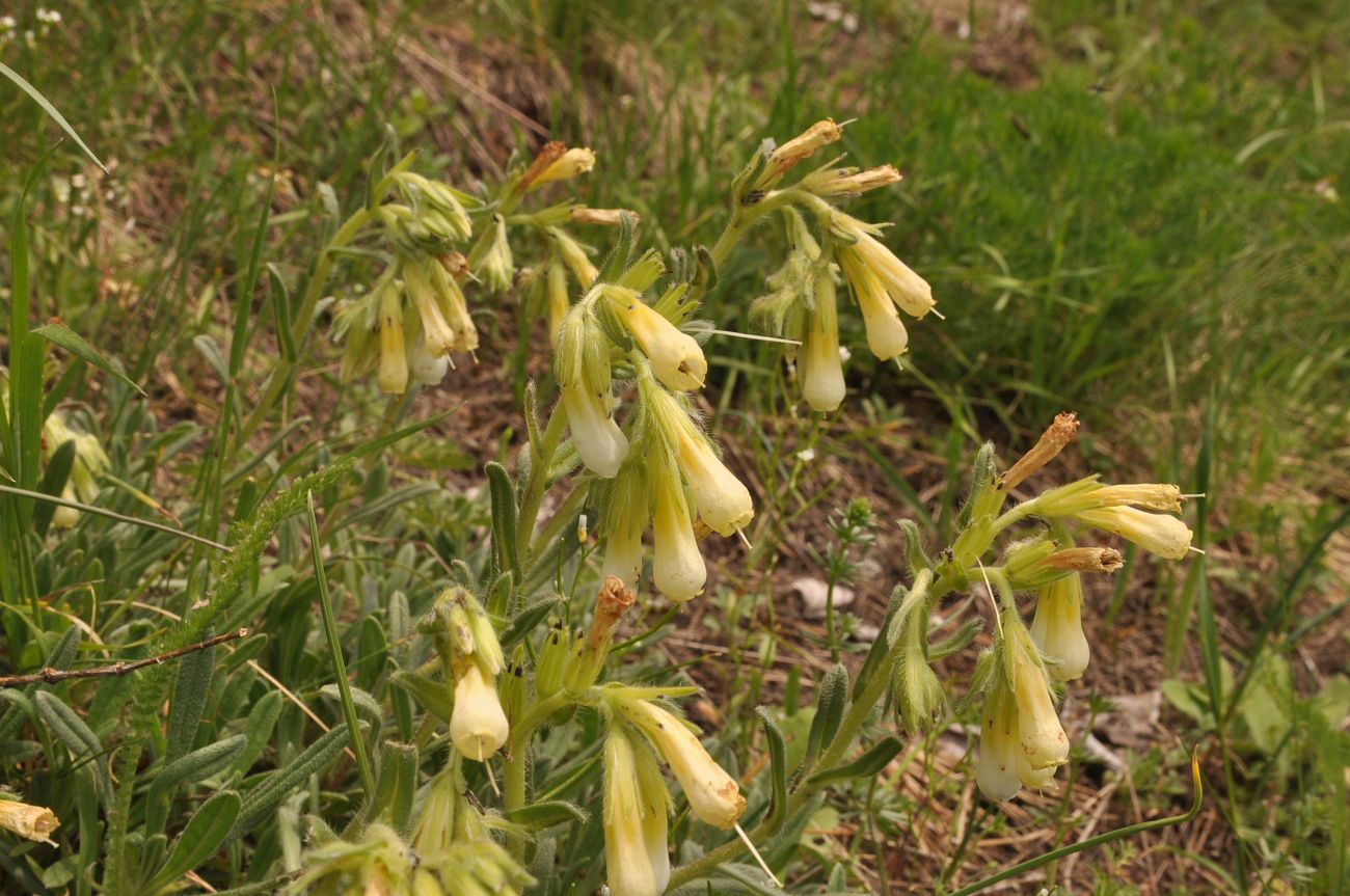 Изображение особи Onosma caucasica.