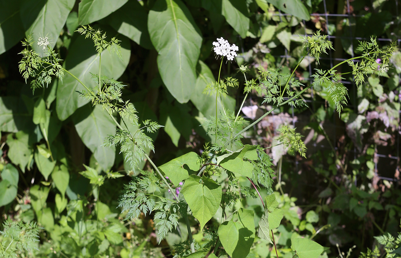 Изображение особи Aethusa cynapium.