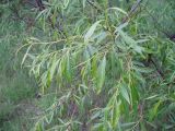 Salix acutifolia