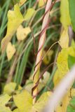 Calystegia spectabilis. Побеги, обвивающие стебель Phragmites australis. Ленинградская обл., Кингисеппский р-н, окр. дер. Урмизно близ охоторыболовной базы \"Динамо\", берег Финского залива, граница зарослей тростника и коренного берега. 29.09.2019.