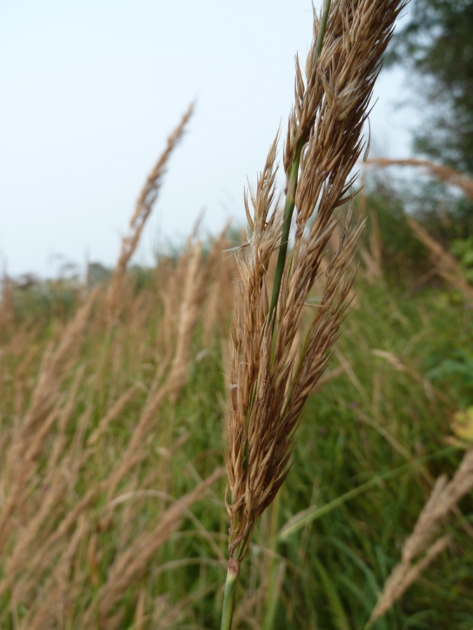 Изображение особи Calamagrostis epigeios.