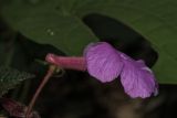 Achimenes grandiflora