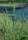 Typha latifolia