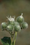 Arctium tomentosum