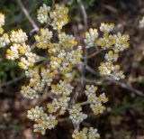 Helichrysum petiolare