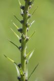 Echium russicum. Часть развивающегося соцветия. Ростовская обл., Белокалитвинский р-н, окр. с. Литвиновка, ур. Филькино, степная опушка леса. 28.05.2022.