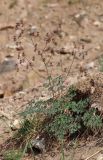 Thalictrum subspecies acutilobum