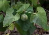 Aristolochia clematitis