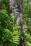 Polemonium caucasicum