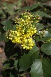 Mahonia aquifolium