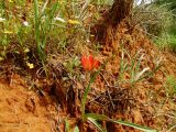 Tulipa agenensis