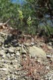 Poa bulbosa. Цветущие растения. Южный Берег Крыма, мыс Мартьян. 25 апреля 2012 г.