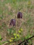 Fritillaria ruthenica