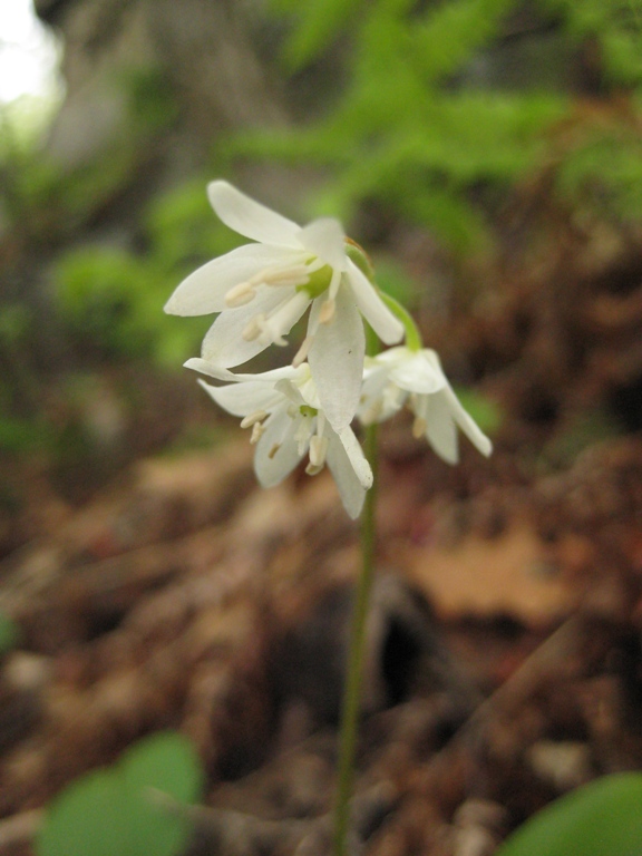 Image of Clintonia udensis specimen.