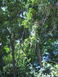 Catalpa fargesii форма duclouxii. Ветви с плодами. Южный берег Крыма, Никитский ботанический сад. 21 июля 2012 г.