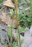 Saxifraga carpetana ssp. graeca