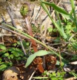 род Athyrium