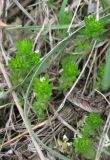 Sherardia arvensis. Зацветающие растения. Крым, Карадагский заповедник, степной склон. 7 апреля 2013 г.