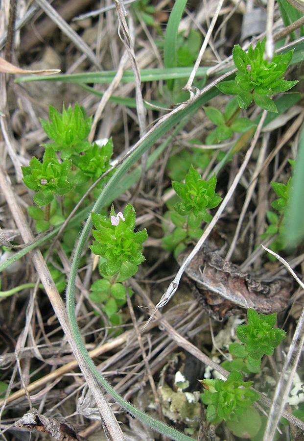 Изображение особи Sherardia arvensis.