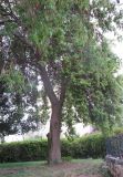 Dalbergia sissoo. Взрослое цветущее дерево. Израиль, г. Беэр-Шева, городское озеленение. 18.04.2013.