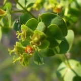 Euphorbia seguieriana. Соцветия-циатии с завязью. Ростовская обл., Азовский р-н, побережье Таганрогского залива в окр. косы Очаковская. 04.07.2012.