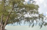 Casuarina equisetifolia. Взрослое дерево. Таиланд, Донсак, каменистый пляж. 21.06.2013.