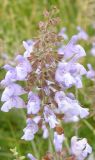 Salvia ringens. Соцветие. Черноморское побережье Кавказа, Новороссийск, близ Суджукской лагуны, Дендропарк. 13 мая 2013 г.