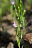 Lathyrus inconspicuus