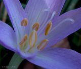 Colchicum autumnale. Центральная часть цветка (андроцей и гинецей). Украина, Ивано-Франковская обл., Косовский р-н, с. Шешоры, НПП \"Гуцульщина\", окраина сада возле лесничества. 6 сентября 2013 г.