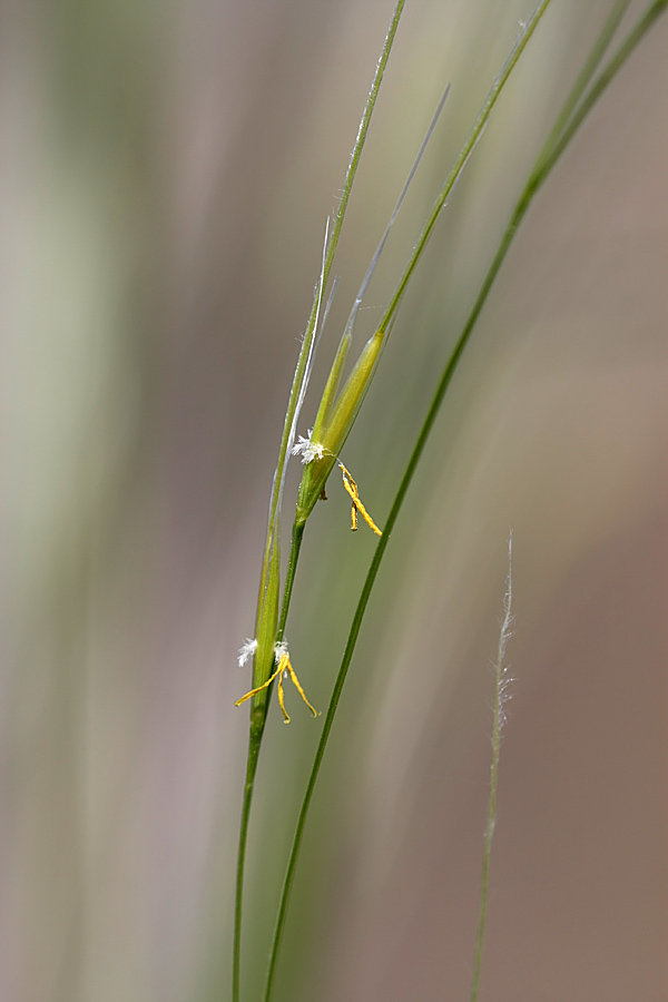 Изображение особи род Stipa.