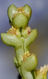 Anabasis setifera