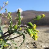 Senecio vulgaris