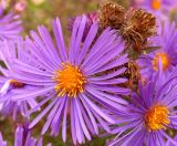 Symphyotrichum novae-angliae