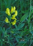 Lathyrus pratensis