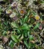 Erigeron humilis