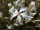 Dianthus arenarius