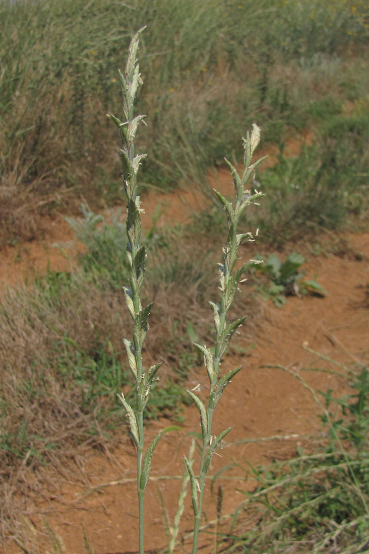 Изображение особи Elytrigia obtusiflora.