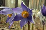 Pulsatilla patens. Цветки. Новгородская обл., Боровичский р-н, западнее г. Боровичи, сосновый лес. 02.05.2015.