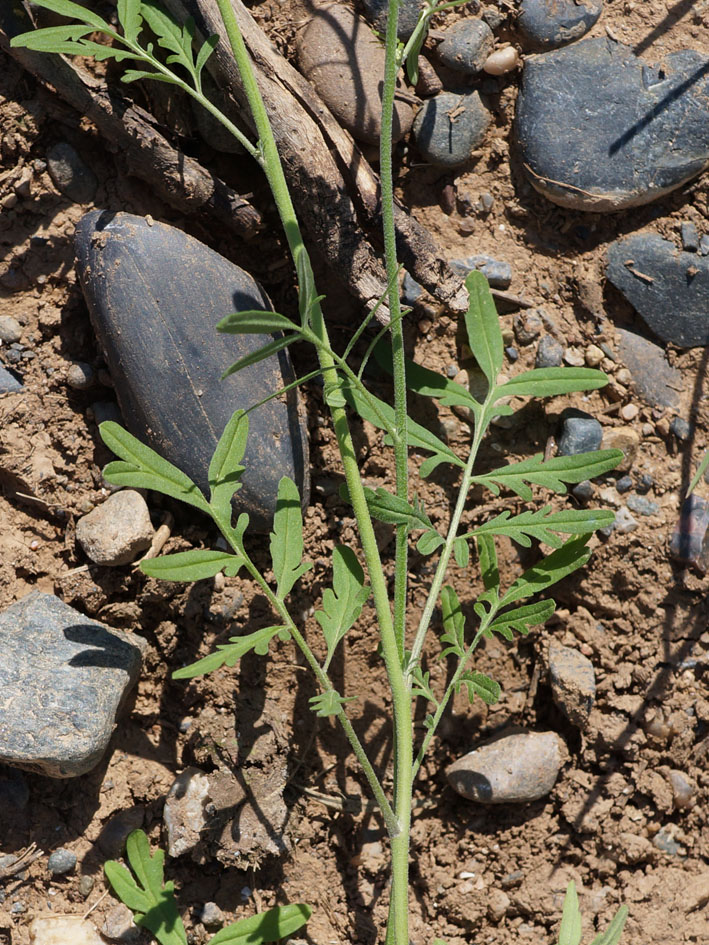 Изображение особи Sophiopsis sisymbrioides.