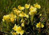 Pedicularis longiflora