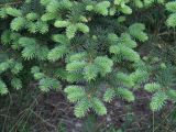 Picea pungens