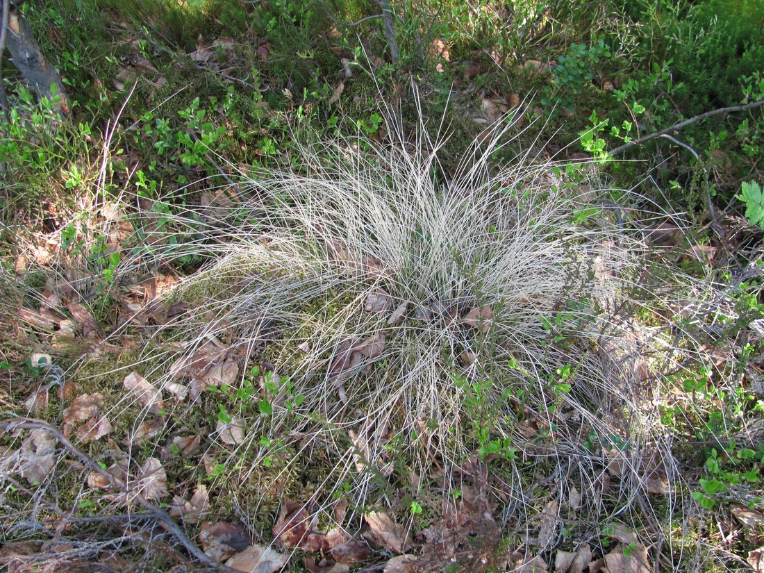 Изображение особи Nardus stricta.