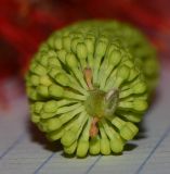 Hakea bucculenta