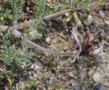 Astragalus suberosus ssp. haarbachii