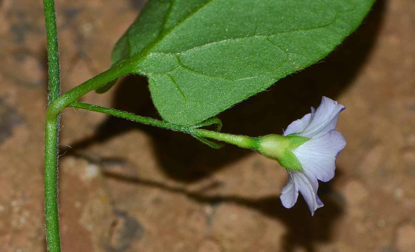 Изображение особи Convolvulus siculus.